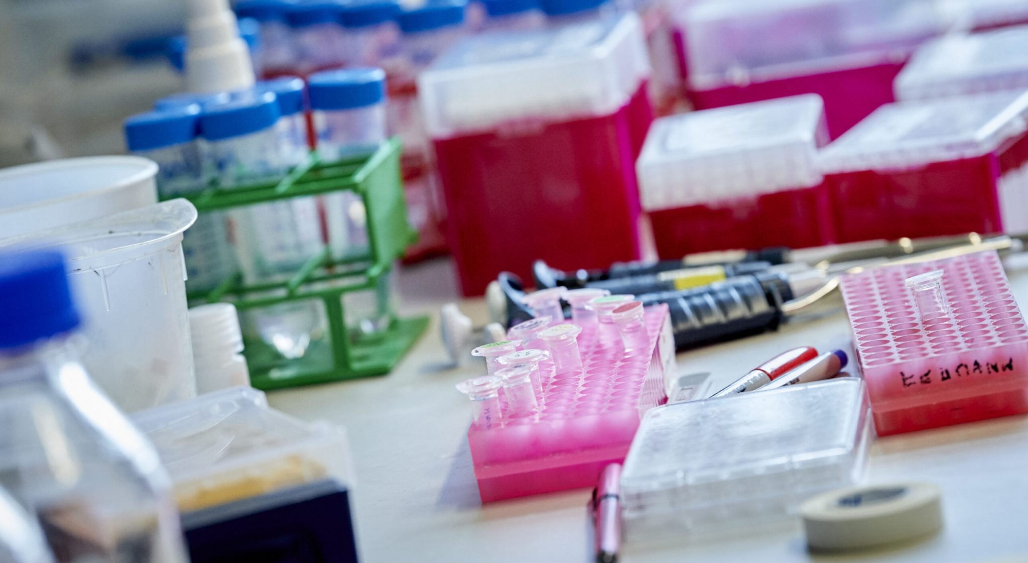 trays in a lab